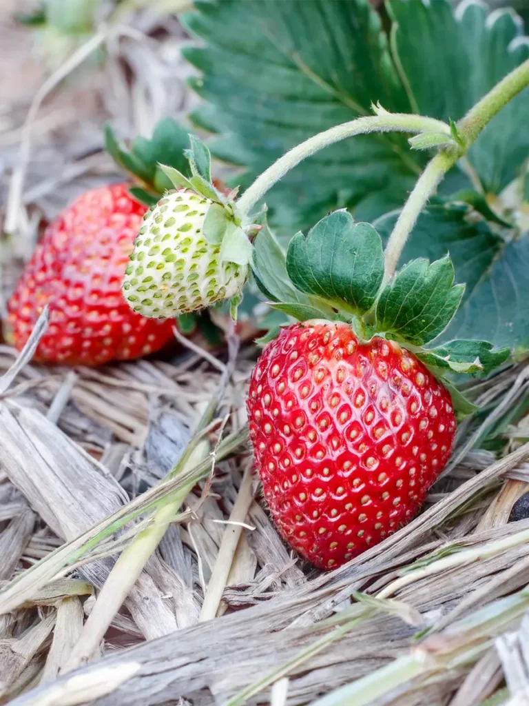 Strawberry plant surrounded by straw mulch.