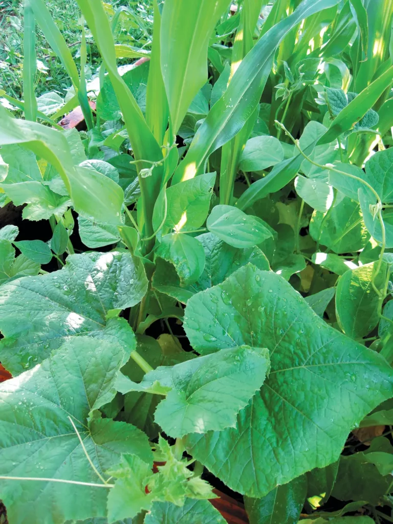 Corn, beans, and squash together in a garden.