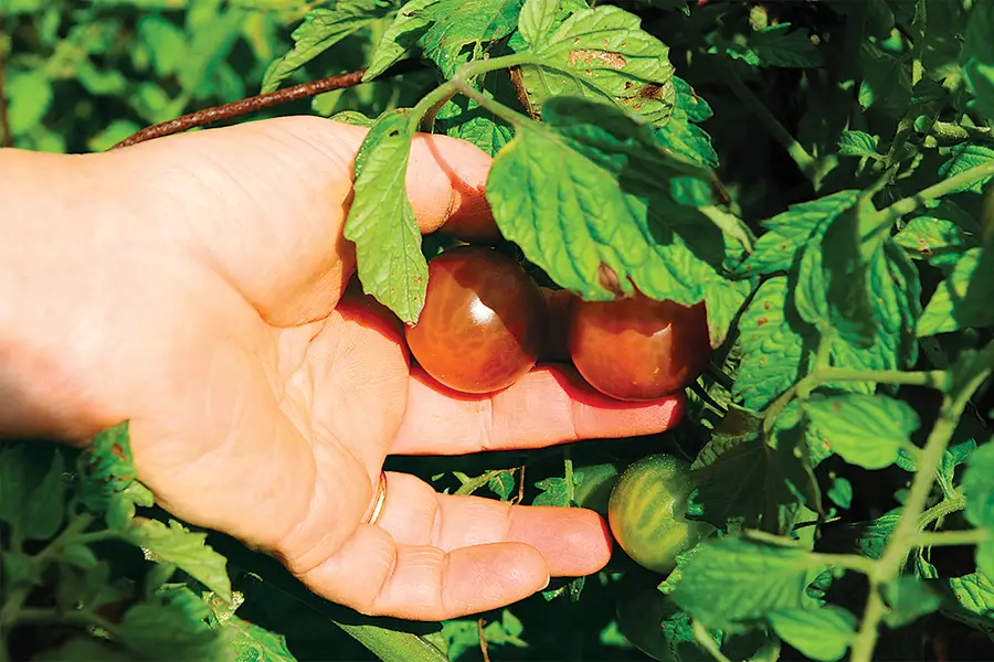 Hand holding ripe tomatoes on the vine.