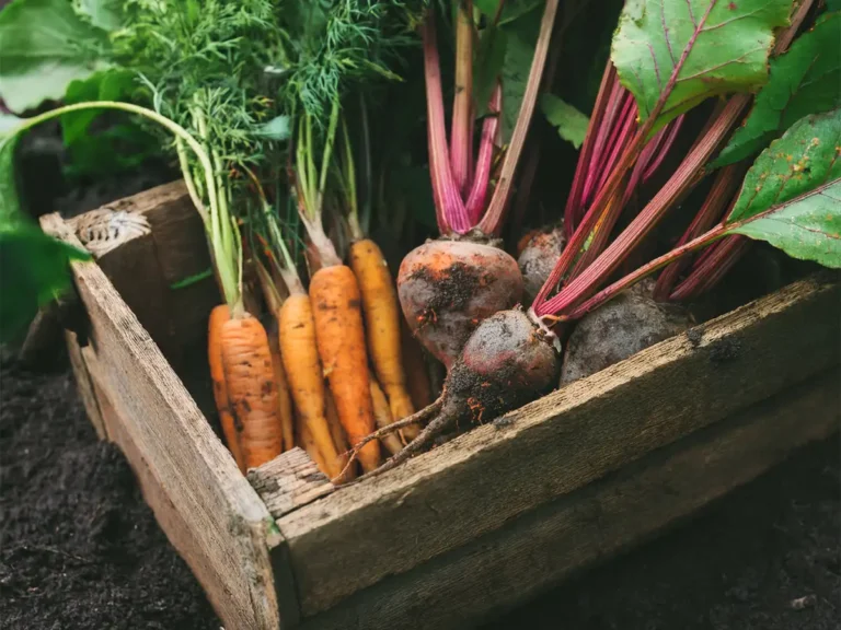 Wooden crate with beets and carrots.