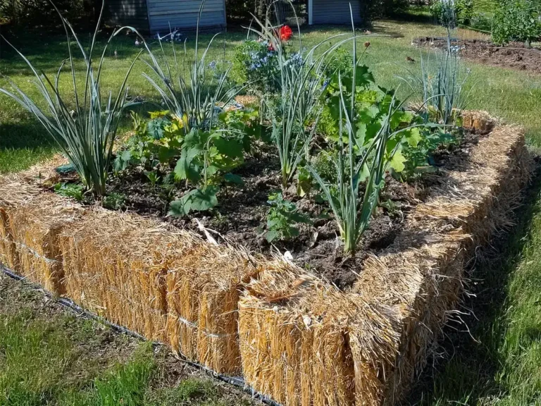 Square straw bale garden with lots of plants growing in the center.