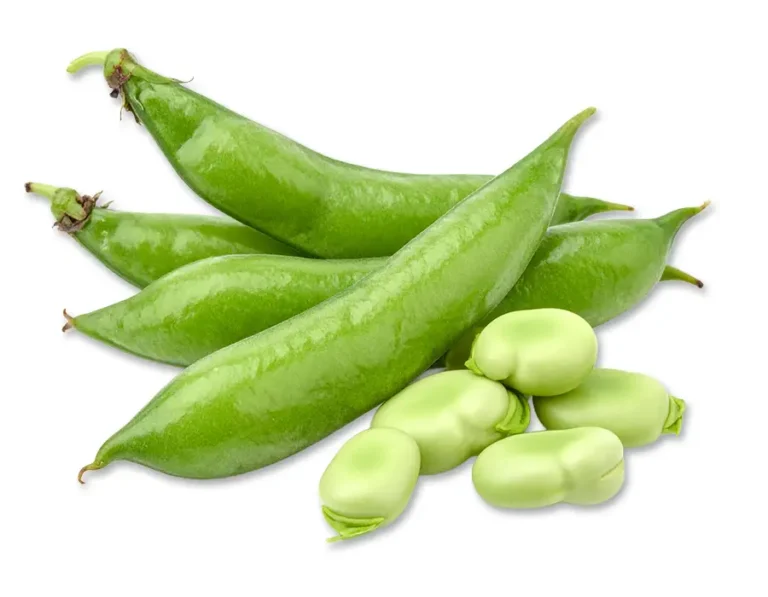 Small pile of fava bean pods and shelled fava beans against a white background.