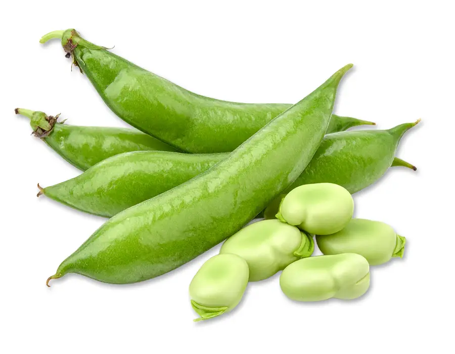 Small pile of fava bean pods and shelled fava beans against a white background.