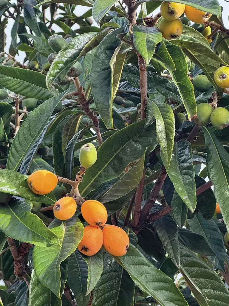 Loquat tree bursting with loquats.