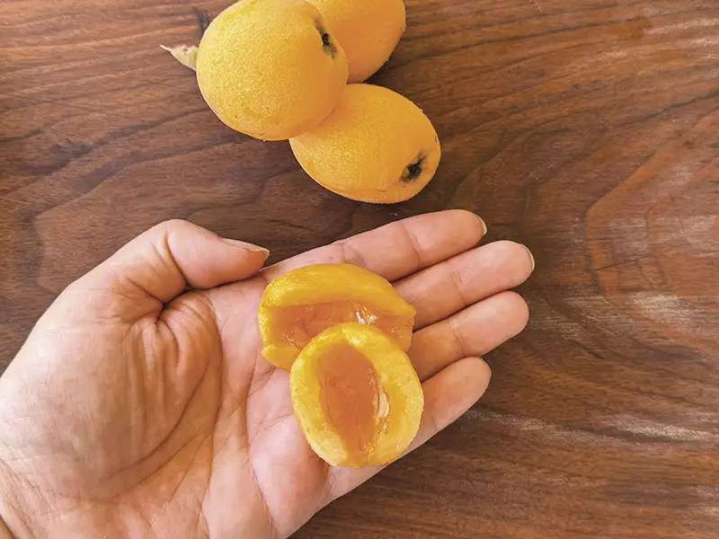 Hand holding two peeled and sliced loquat halves.