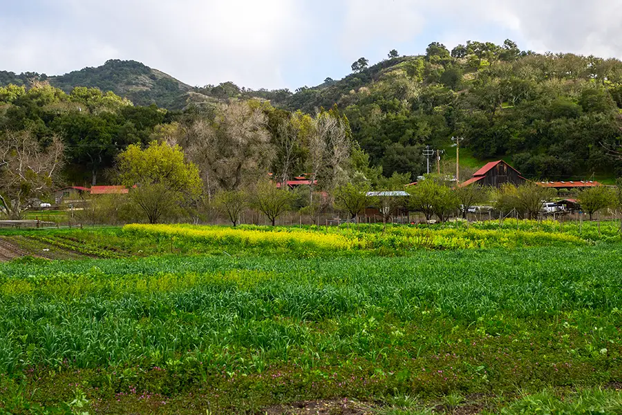 The garden at Midland School against the hills.