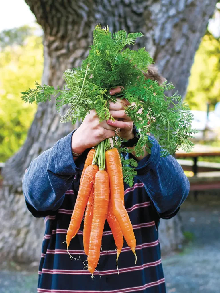 Mateo holding up a just-harvested bunch of carrots, covering his face.
