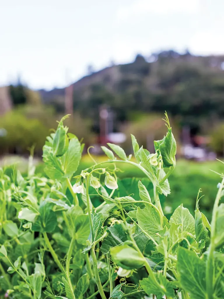 Pea tendrils in the garden.