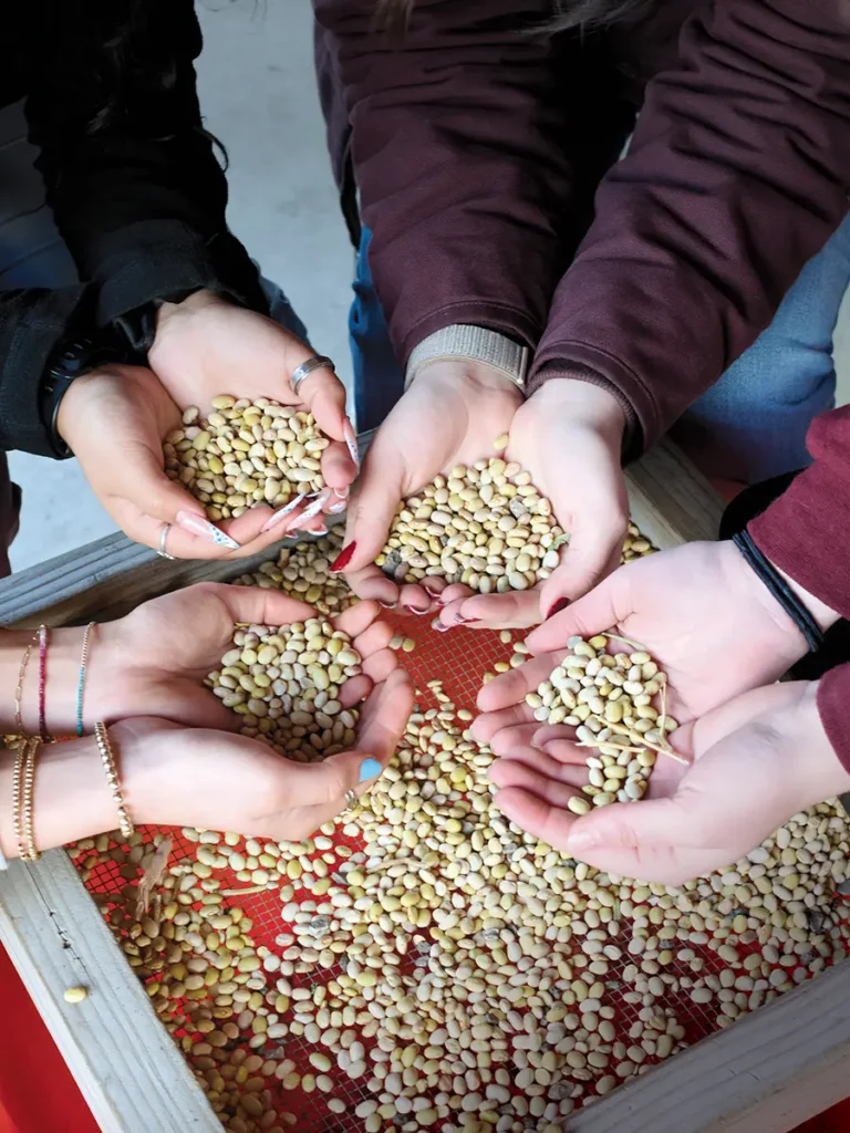 4 students standing over a sieve with their hand outstretched holding beans.
