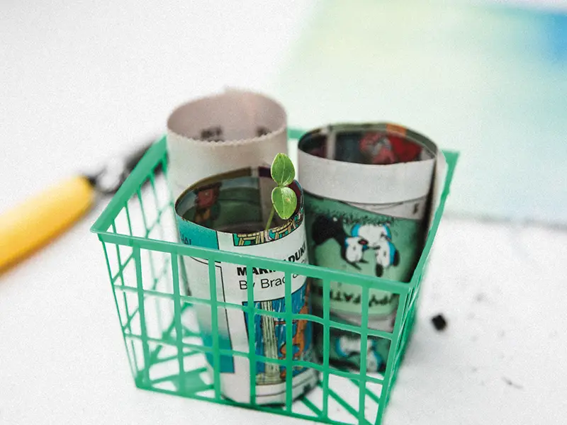 Step 4: A seedling has sprouted in one of three newspaper pots.