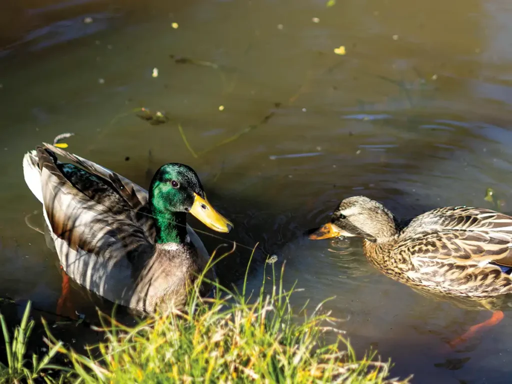 Two ducks swim in the vernal pond.