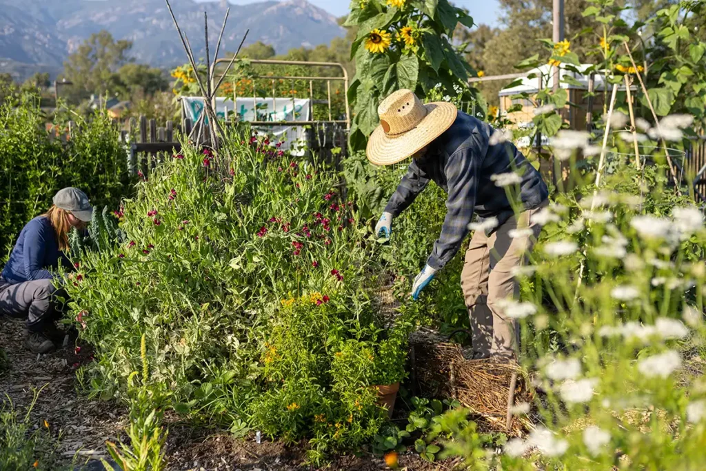 People tending to plants at a community garden.