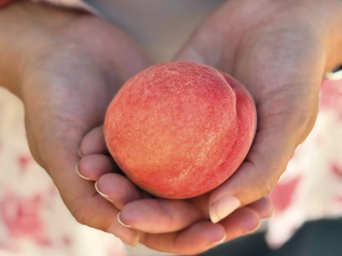 Two hands holding a perfectly ripe peach.