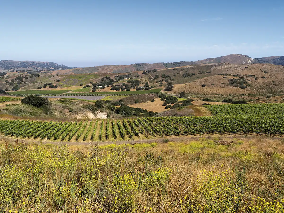 Wide-angle view of the John Sebastiano Vineyard in the Sta. Rita Hills.