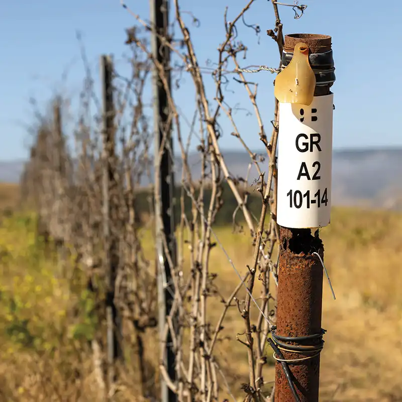 Post marker for what's left of a block of Grenache grapes.