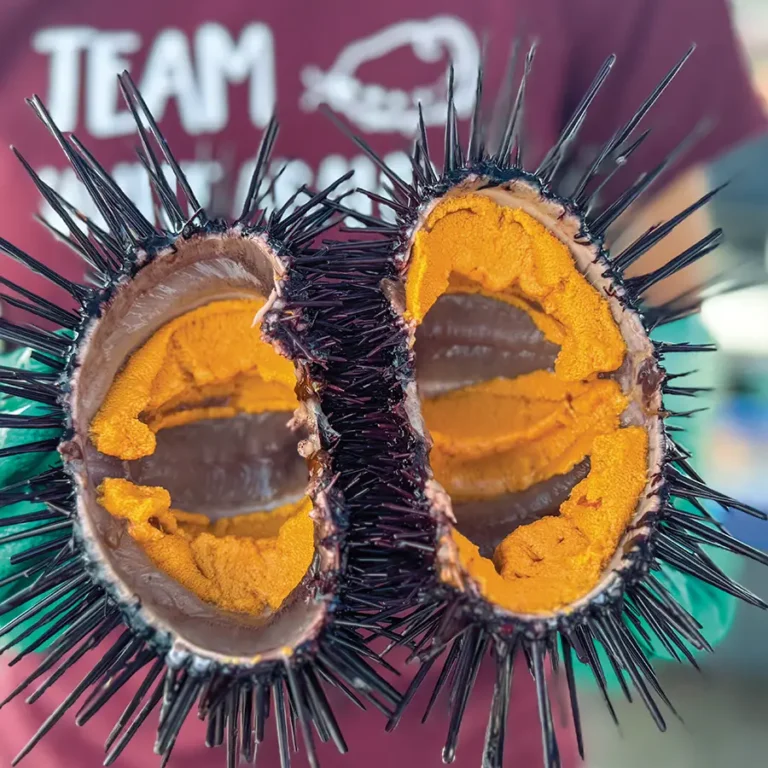 Two sea urchins being held out displaying the uni inside.