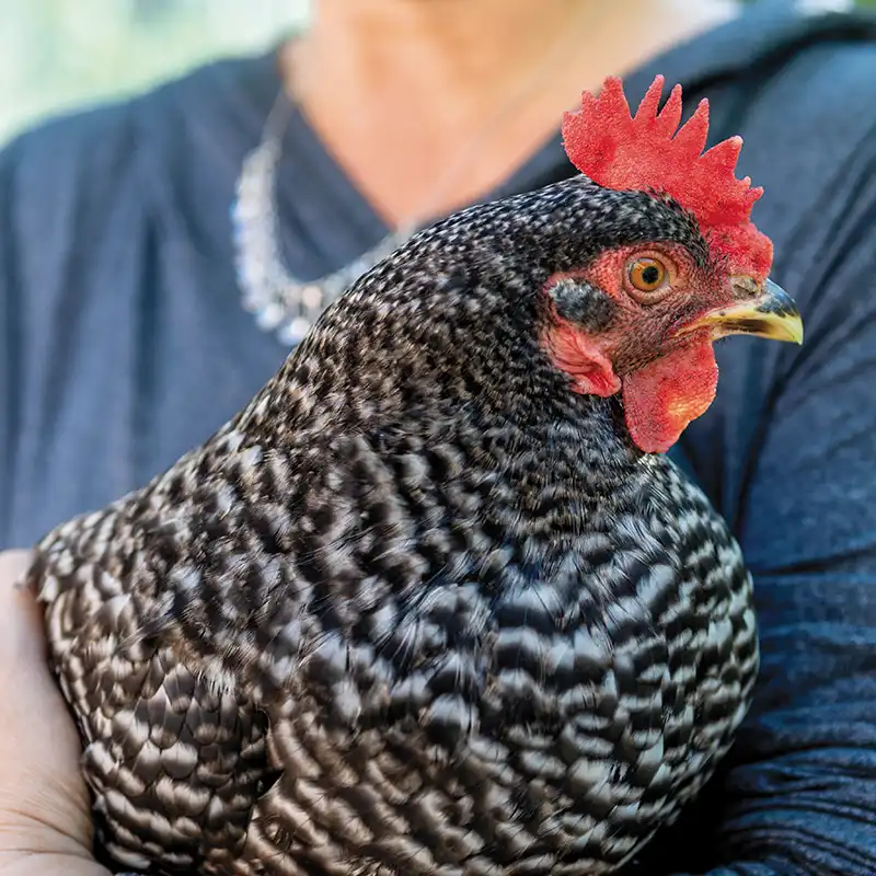 A chicken being held close to a woman's body.