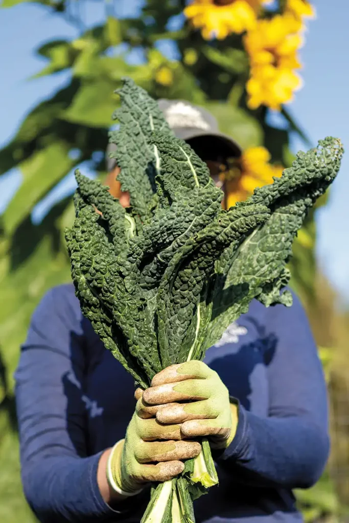 Kale harvested at Trinity Gardens.