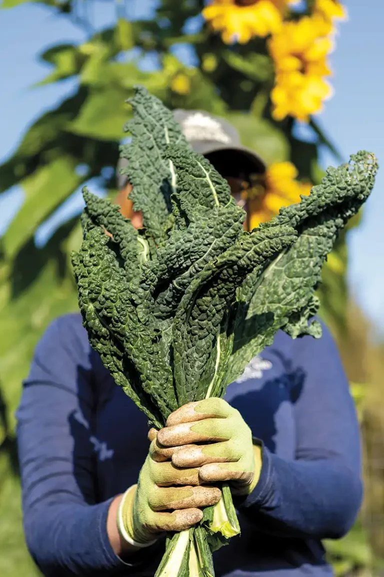 Kale harvested at Trinity Gardens.