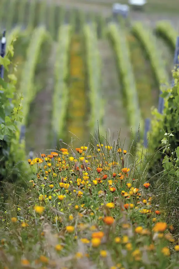 Yellow flowers among the vineyard rows.
