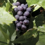 Gamay grapes for the 2025 harvest.