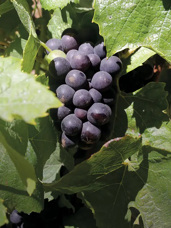 Gamay grapes for the 2025 harvest.