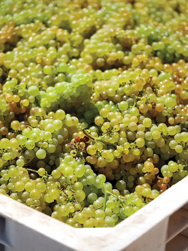 Bin of white grapes.