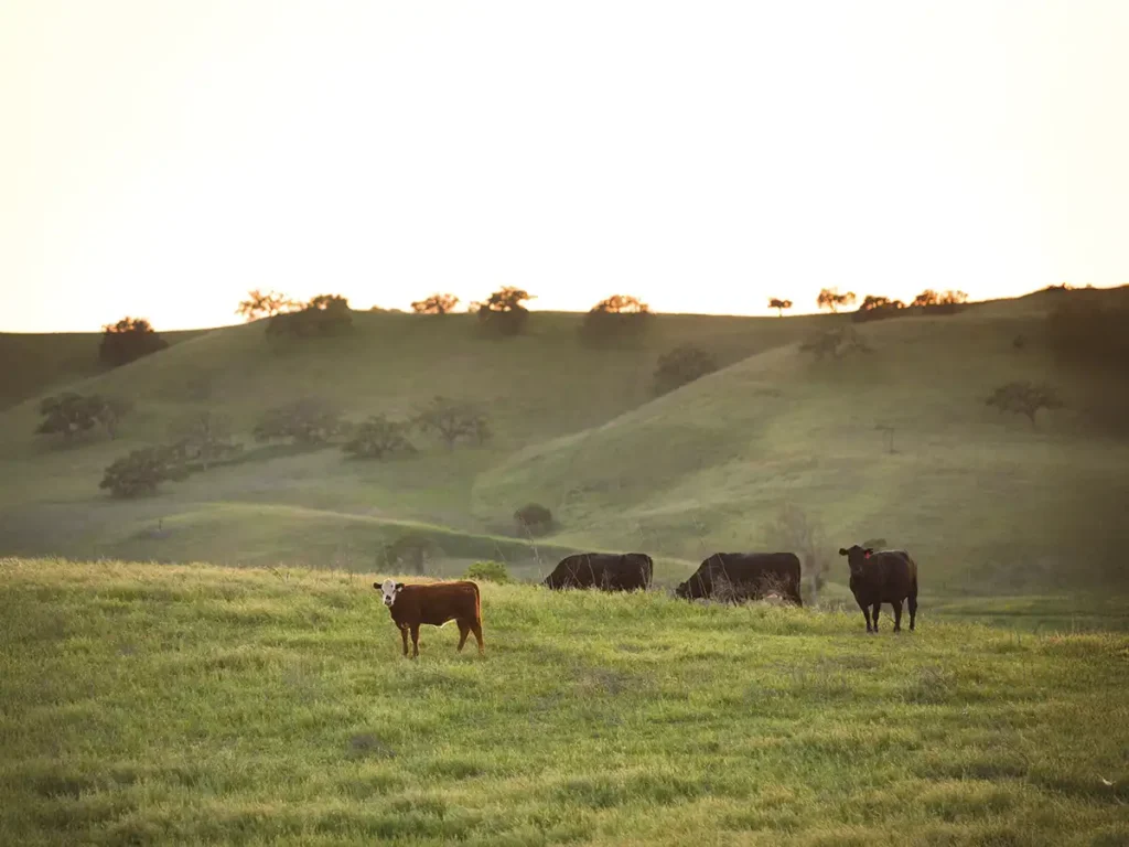 Cattle grazing at Chamberlin Ranch.