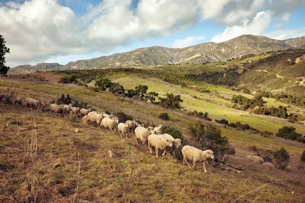 Cuyama Lamb grazing in Santa Barbara County.