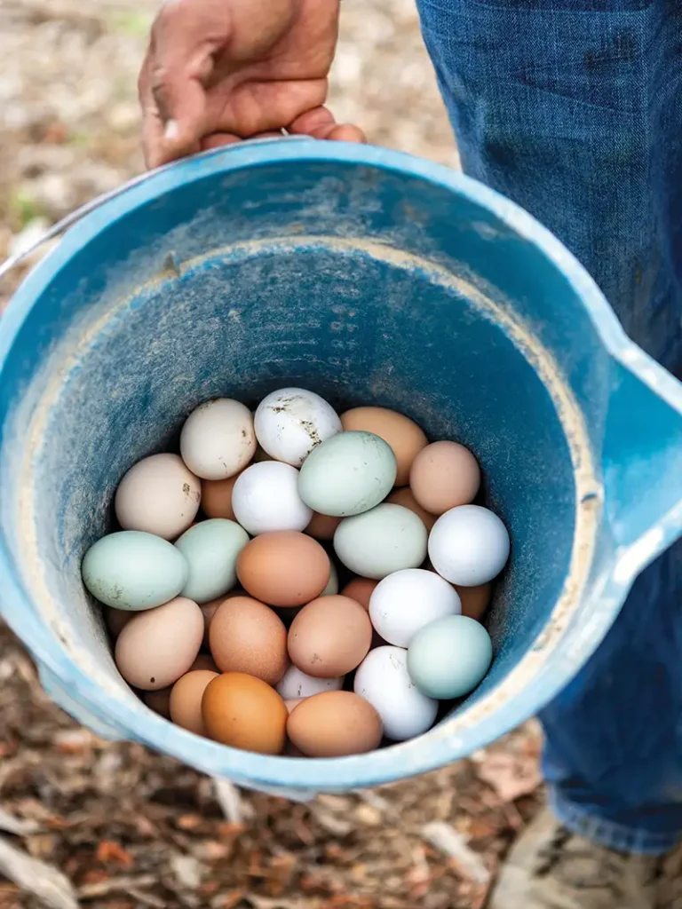 Fresh eggs harvested daily.