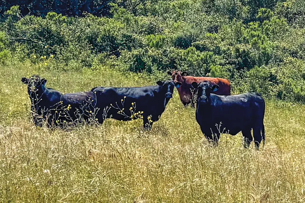 Grazing cattle at White Buffalo Land Trust