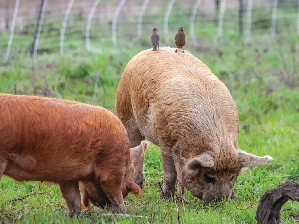 Pigs foraging in open pasture.