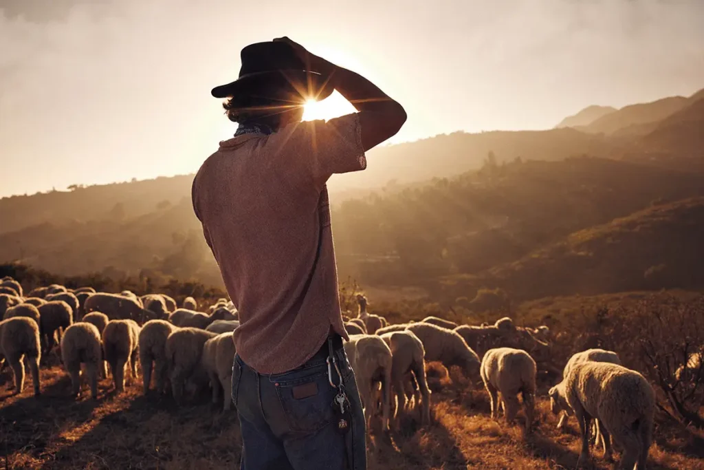 A shepherd looks over his flock as the sun sets over the hills.