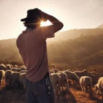 A shepherd looks over his flock as the sun sets over the hills.