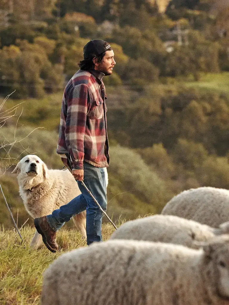 Shepherding for Cuyama Lamb