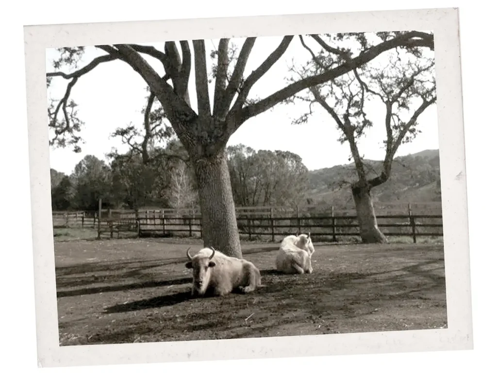 Vintage framed photo of two white buffalo lounging around a tree.