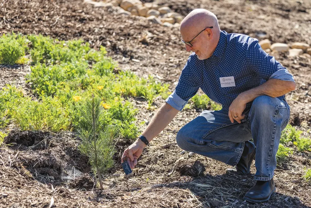 Steve Windhager, executive director of the Santa Barbara Botanic Garden, plants a Torrey pine sapling during the March dedication of the Garden's new Torrey Pine Conservation Grove.