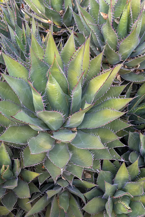 A close-up of a striking rosette-forming agave showcases its thick, pointed leaves edged with sharp teeth at the Santa Barbara Botanic Garden.