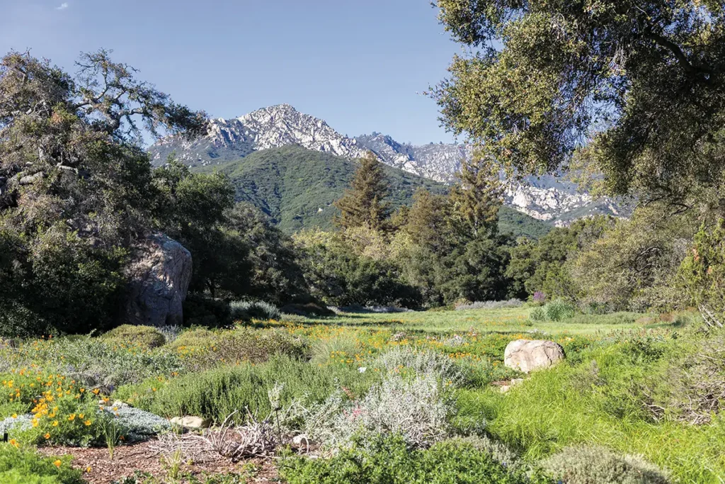 A vibrant meadow of California native wildflowers stretches toward the Santa Ynez Mountains at the Santa Barbara Botanic Garden, showcasing the region's natural beauty.