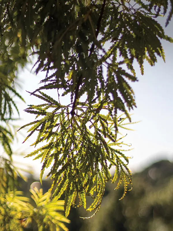 Sunlight filters through the delicate foliage of a California native tree, highlighting its intricate leaves against a softly blurred backdrop at the Santa Barbara Botanic Garden.