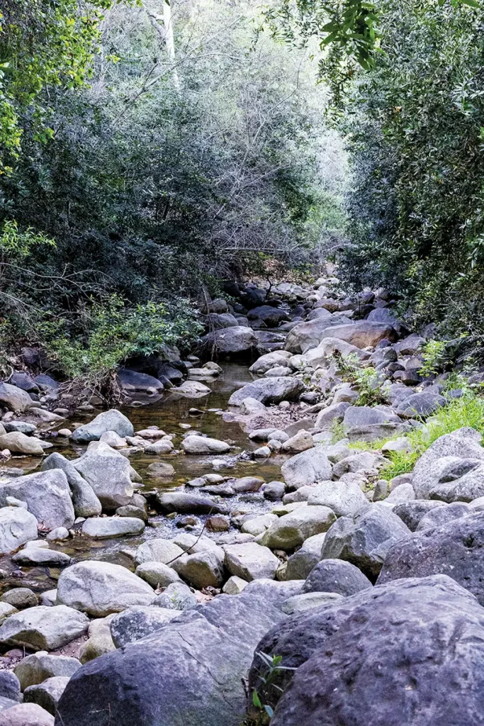 Mission Creek winds through the Santa Barbara Botanic Garden, its rocky streambed and shaded riparian woodland providing vital habitat for native plants and wildlife.