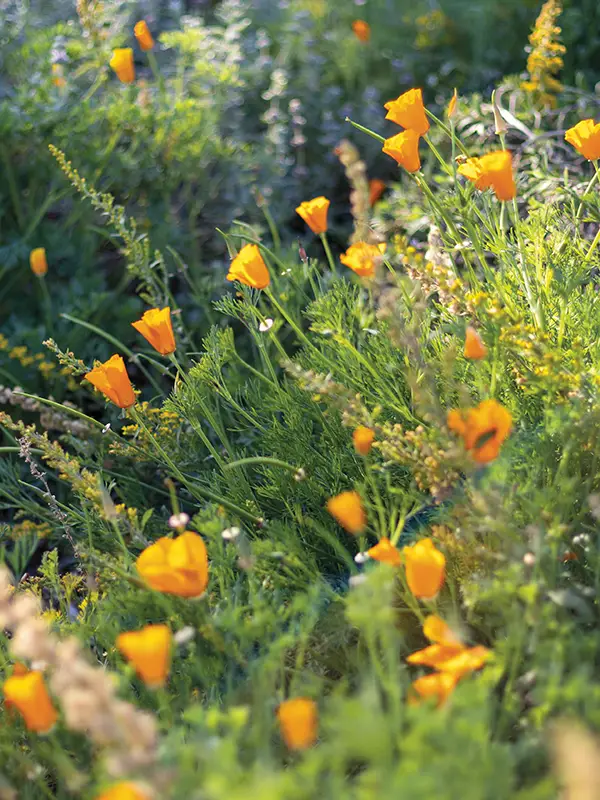 California poppies bloom among native grasses and wildflowers, adding vibrant color to a sunlit meadow at the Santa Barbara Botanic Garden.