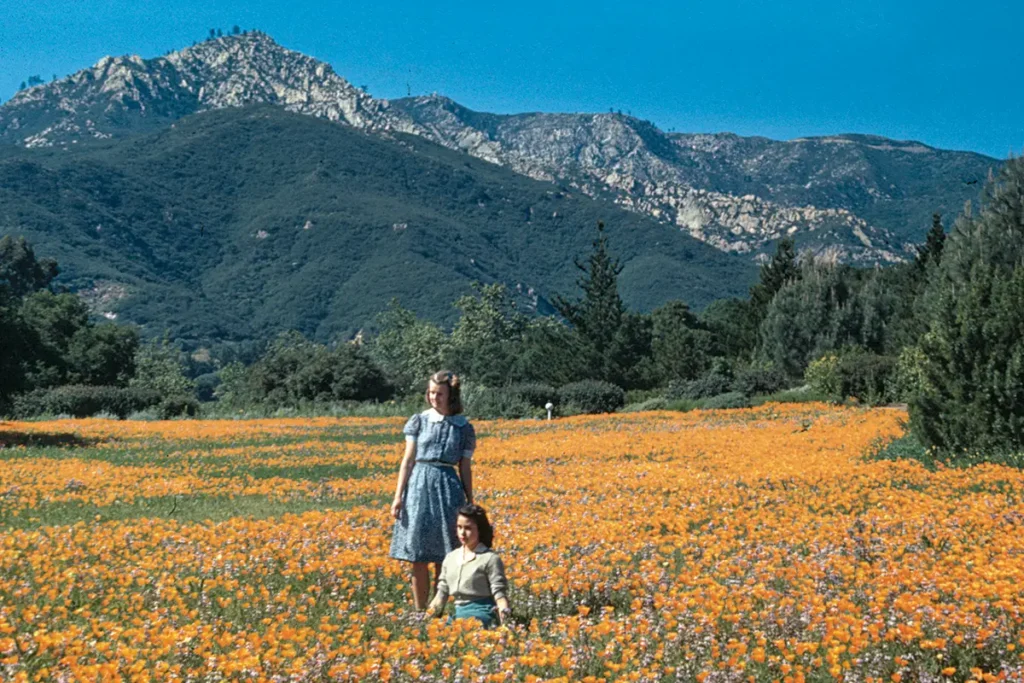 A historic photograph captures visitors strolling through a vibrant field of California poppies in the Santa Barbara Botanic Garden, framed by the dramatic Santa Ynez Mountains.