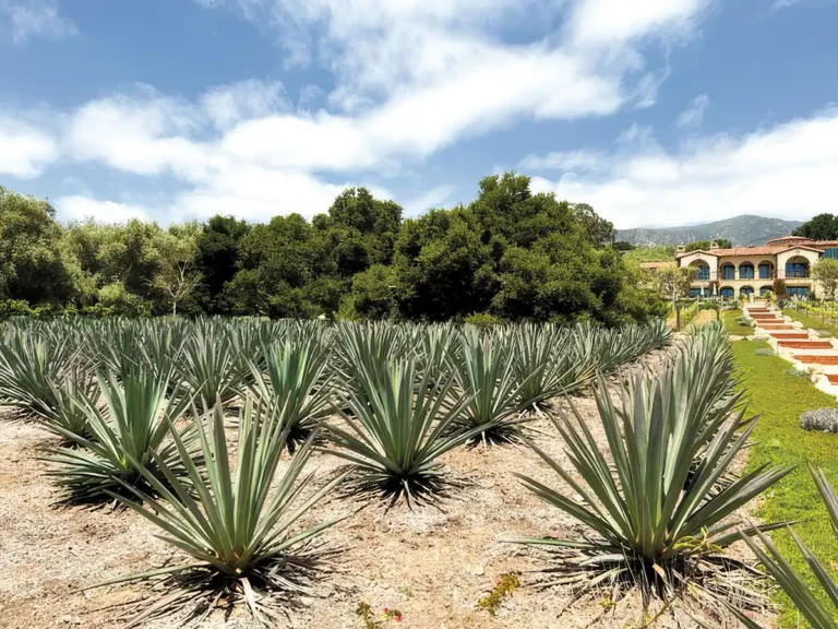 Agave plants growing under the California sky.