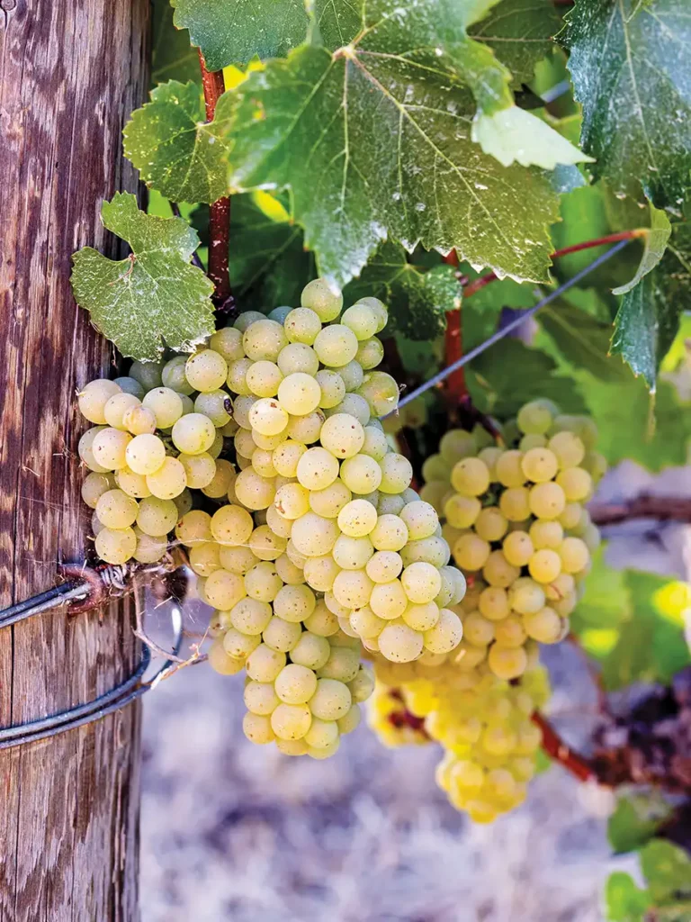 Chardonnay grapes nearly ready for harvest.