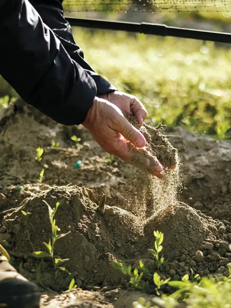 Hands dropping soil back to the vineyard.