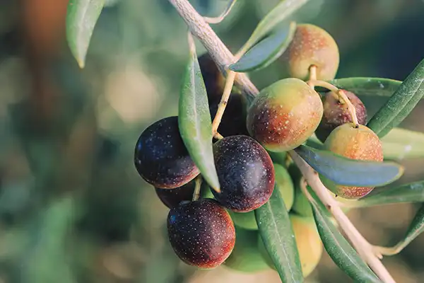 Olives in Magistro’s grove.