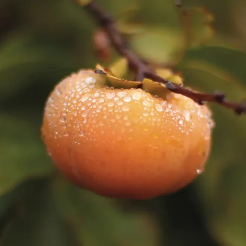 A perfect persimmon.
