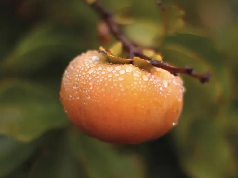 A perfect persimmon.