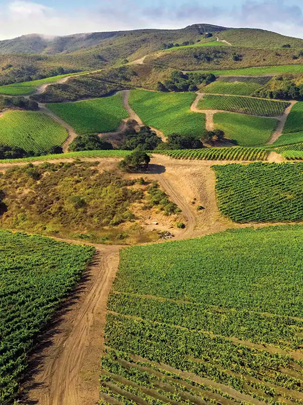 Vineyards of The Hilt Estate in the Sta. Rita Hills.